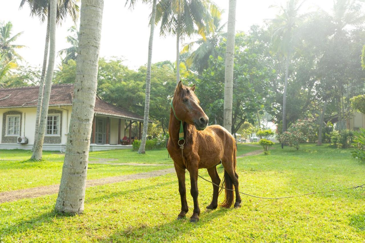 Tamarind Tree Garden Resort - Katunayake Negombo Exterior foto